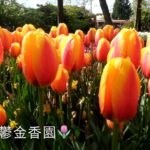 【阿姆斯特丹】庫肯霍夫公園（Keukenhof）被譽為全球最大的鬱金香公園