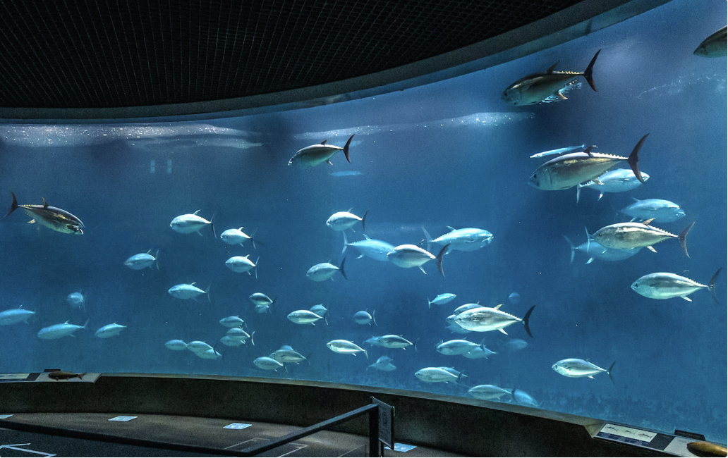 【東京親子】葛西臨海水族園 – Disneyland 旁還有個水族館