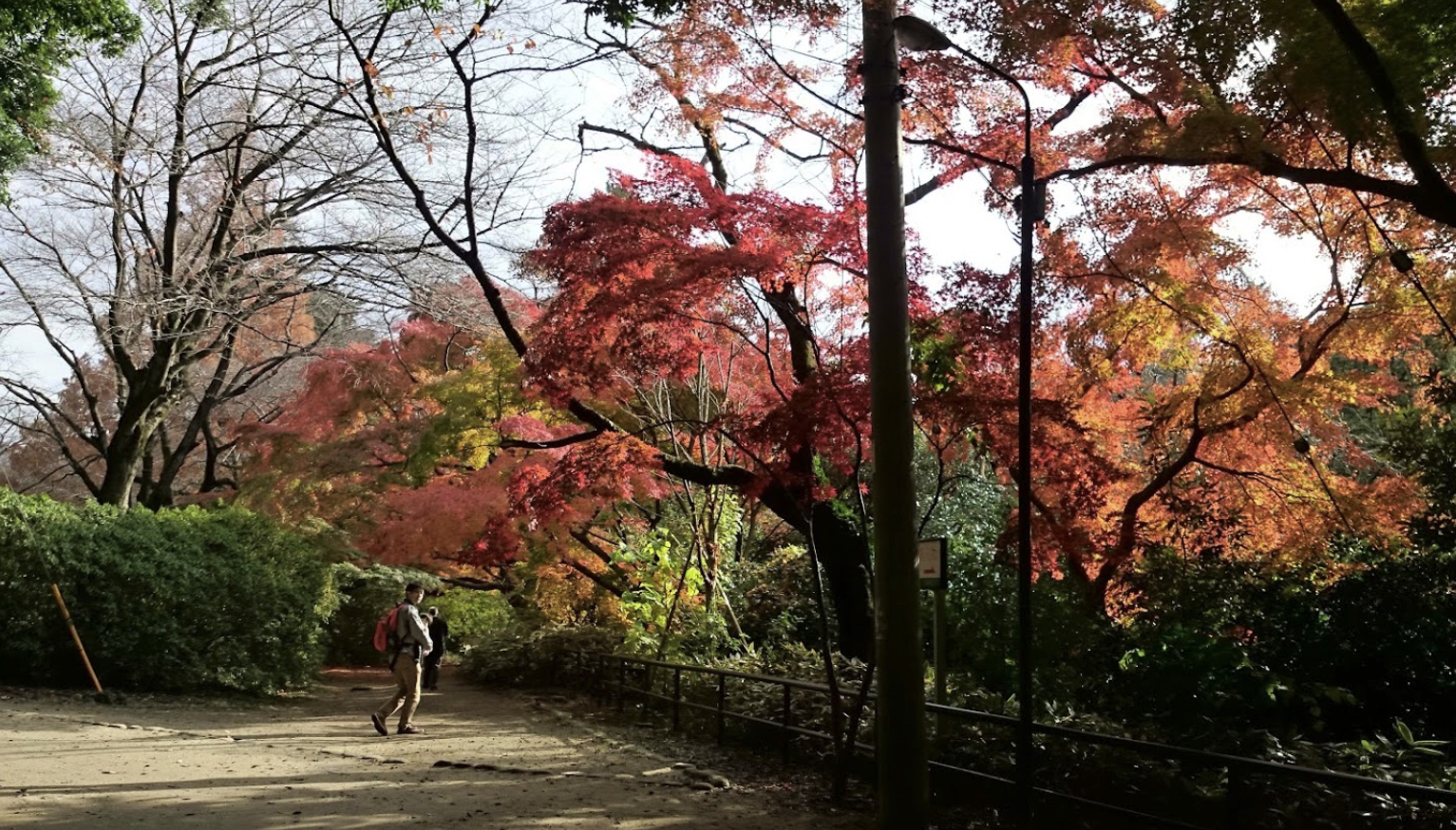 【千葉親子】清水公園 – 日本百大名圓看櫻花