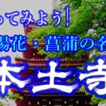 【千葉親子】長谷山 本土寺 – 繡球花寺與親子旅遊