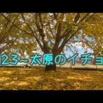 【九州親子】太原銀杏森林 – 平日看銀杏，秋季看紅葉