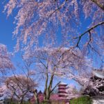 2sakura