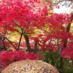 9momiji