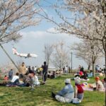 sakura_01