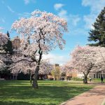 University-of-Washington-in-Spring-with-cherry-blossoms_KingWu