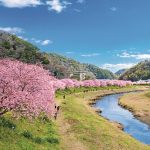 みなみの桜と菜の花