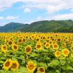 japannews_2025-07-16