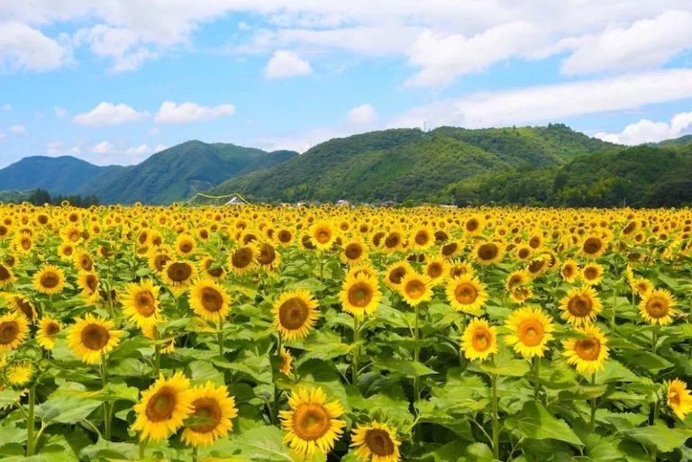 日本 佐用町南光運動公園舉行夏季向日葵祭及花火大會,吸引遊客共賞花海 日本 佐用町南光運動公園舉行夏季向日葵祭及花火大會,吸引遊客共賞花海