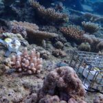 Thumbnails-for-IE-articles-Robots-restore-great-barrier-reefs