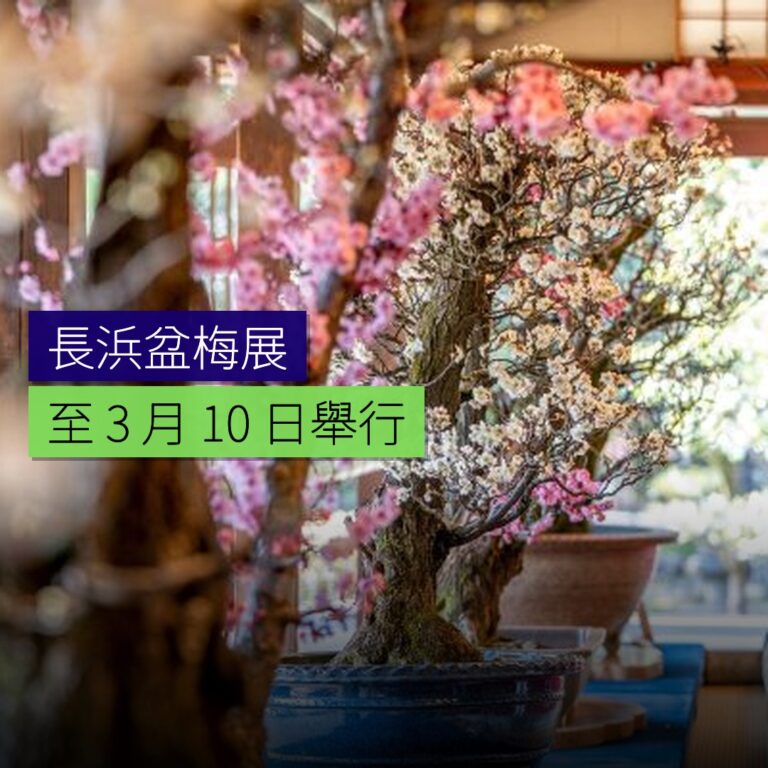 長浜盆梅展至 3 月 10 日舉行 長浜盆梅展至 3 月 10 日舉行