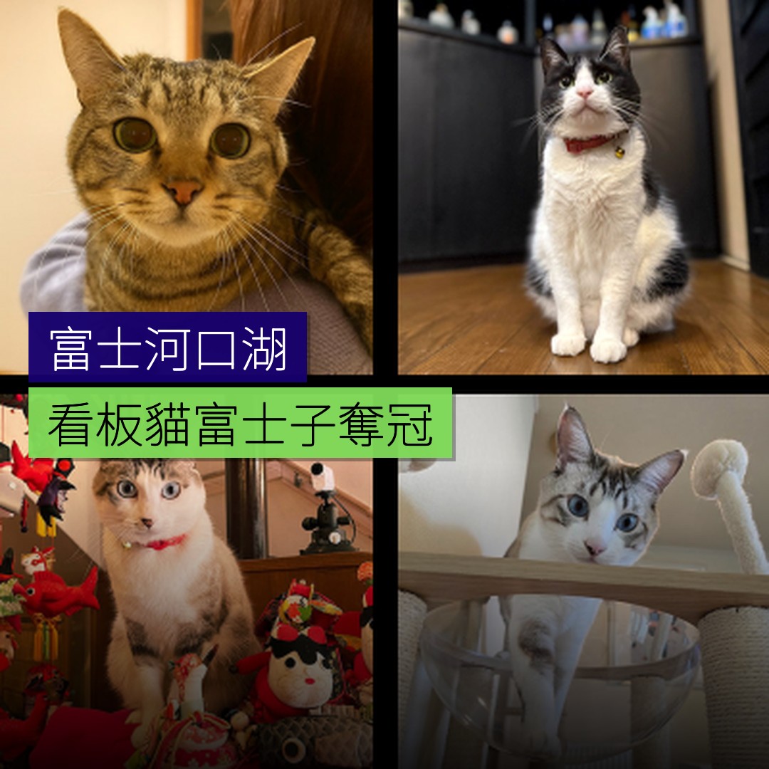 富士河口湖看板貓富士子奪冠 - 精選圖片