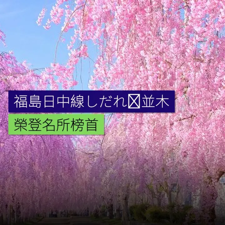 福島日中線しだれ桜並木榮登名所榜首 福島日中線しだれ桜並木榮登名所榜首