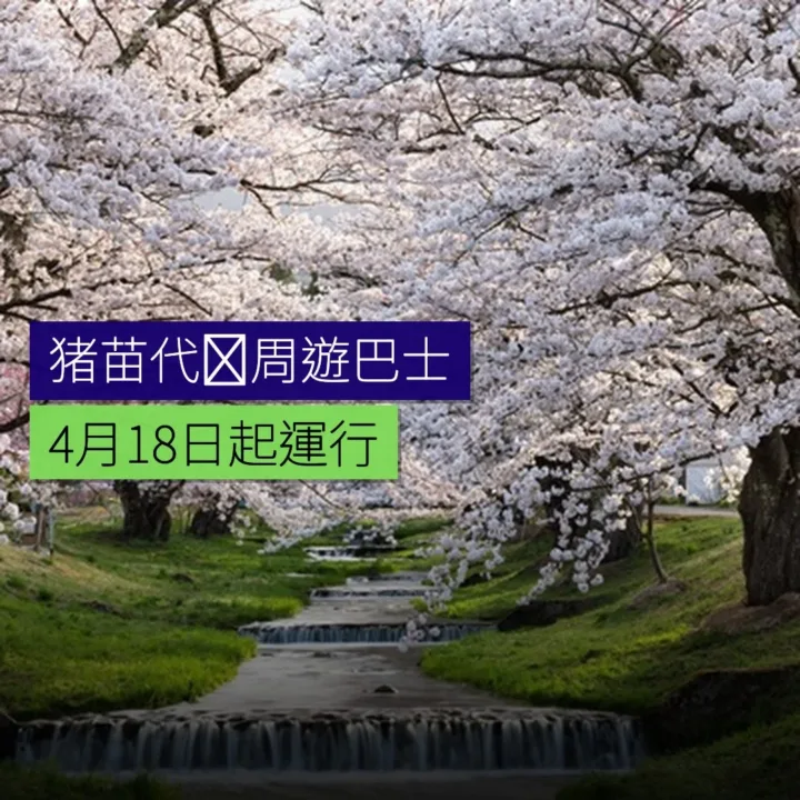 猪苗代桜周遊巴士 4 月 18 日起運行