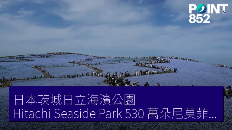 日本茨城日立海濱公園(Hitachi Seaside Park)530 萬朵尼莫菲拉花 4 月中旬盛開 日本茨城日立海濱公園(Hitachi Seaside Park)530 萬朵尼莫菲拉花 4 月中旬盛開