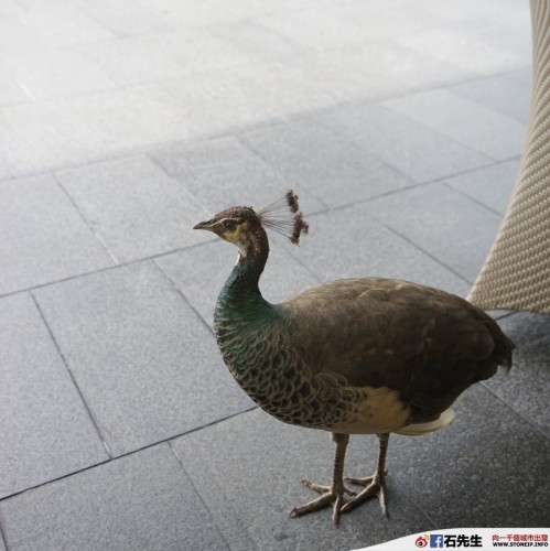 stoneip 0c8d2ff3b95d