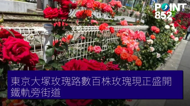 東京大塚玫瑰路數百株玫瑰現正盛開鐵軌旁街道 東京大塚玫瑰路數百株玫瑰現正盛開鐵軌旁街道
