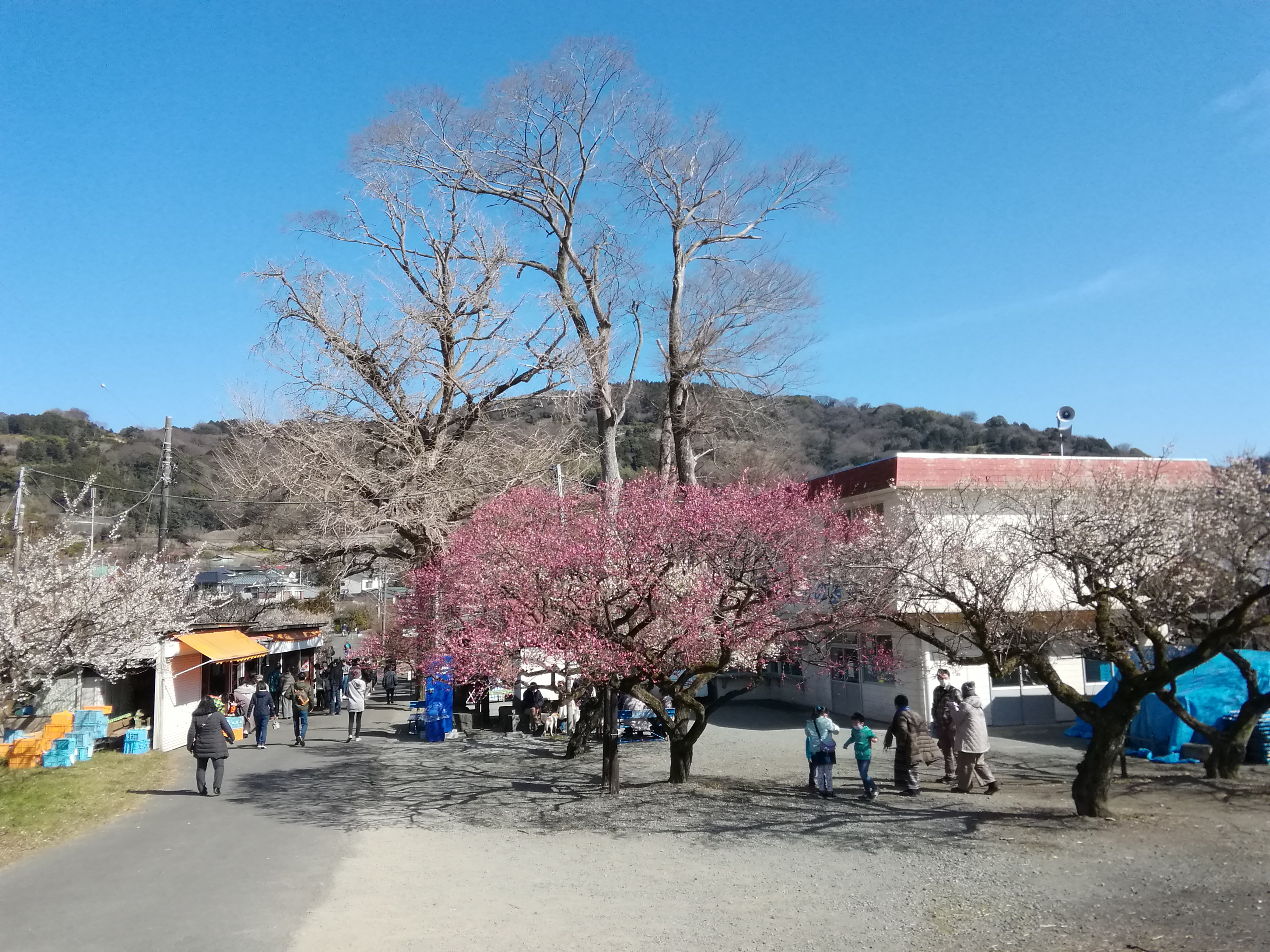 小田原曽我梅林梅花祭