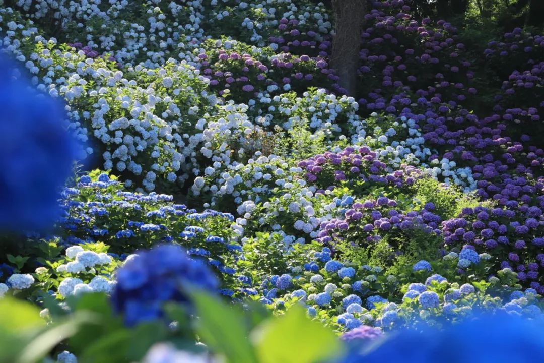 繡球花