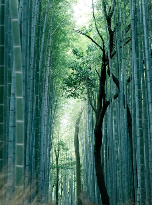 嵐山竹林之道