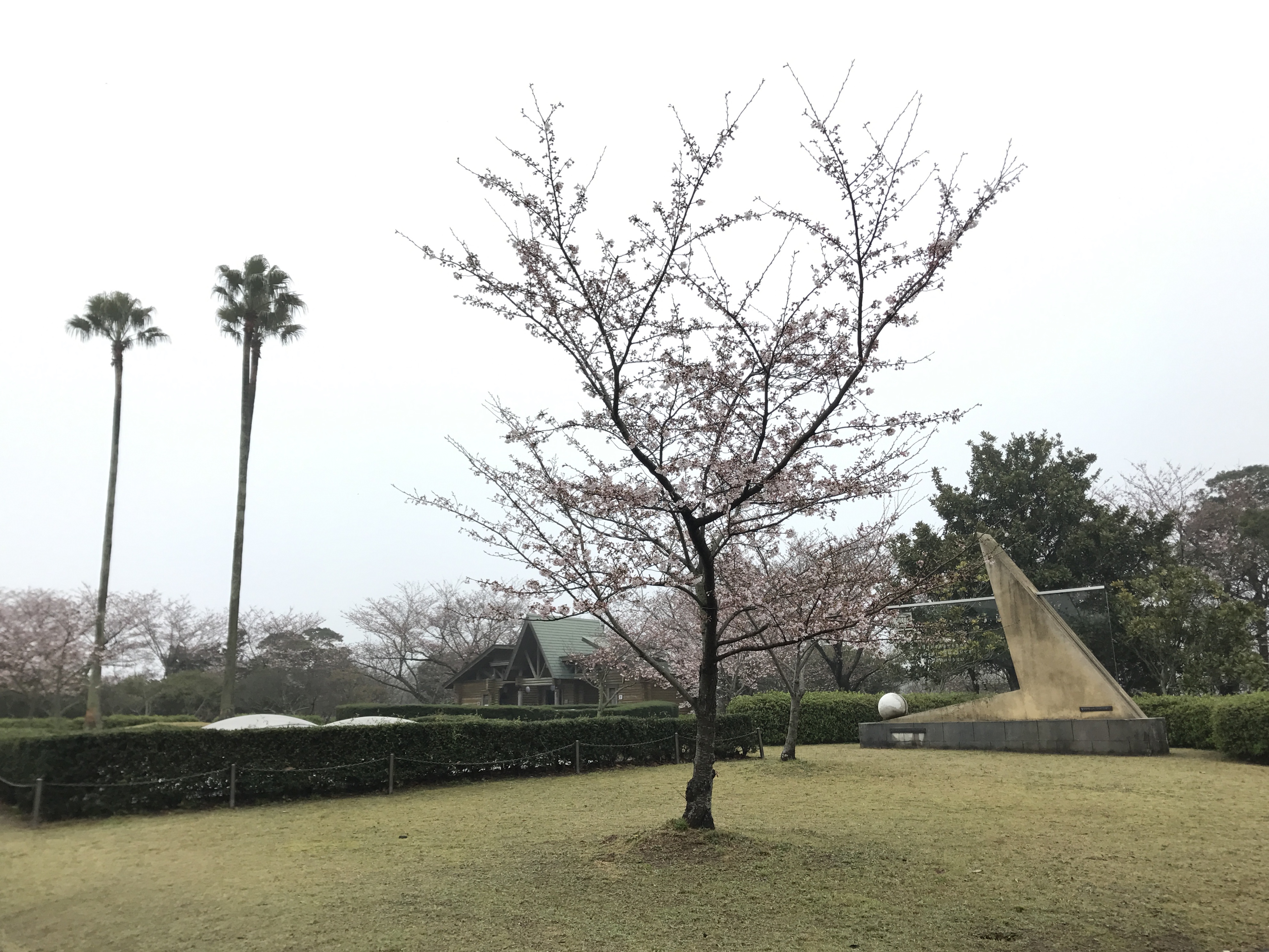 ときわ公園櫻花