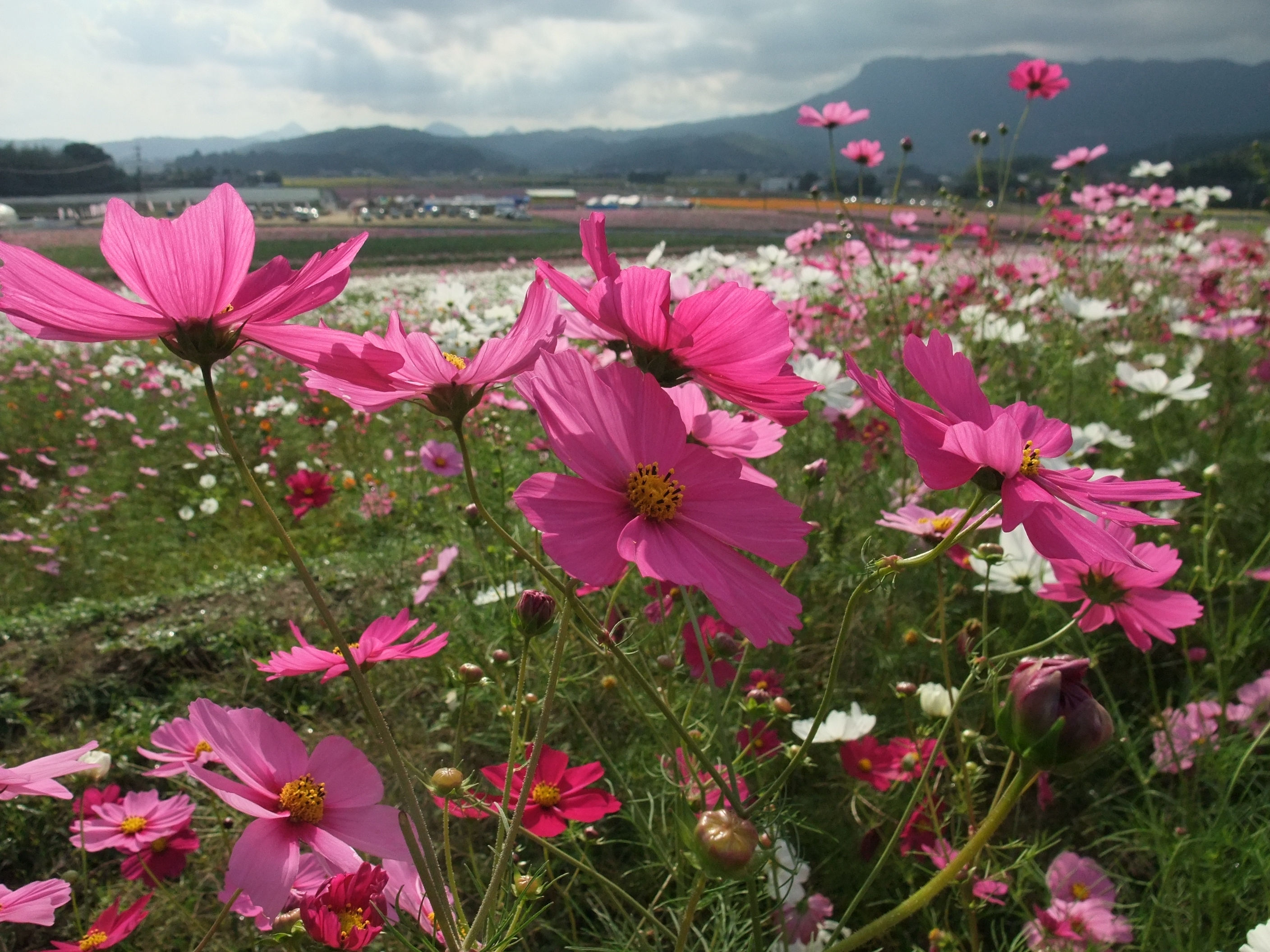 三光波斯菊園