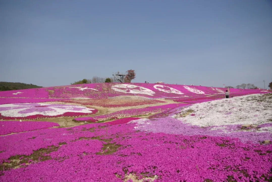 花夢の里芝櫻花海