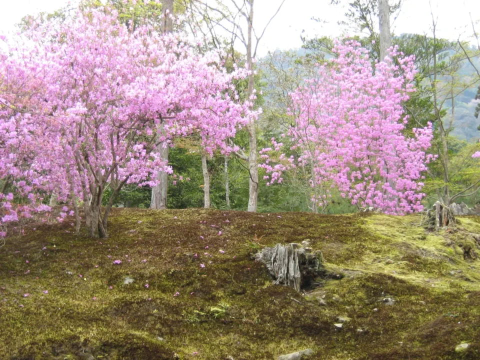 天龍寺庭園
