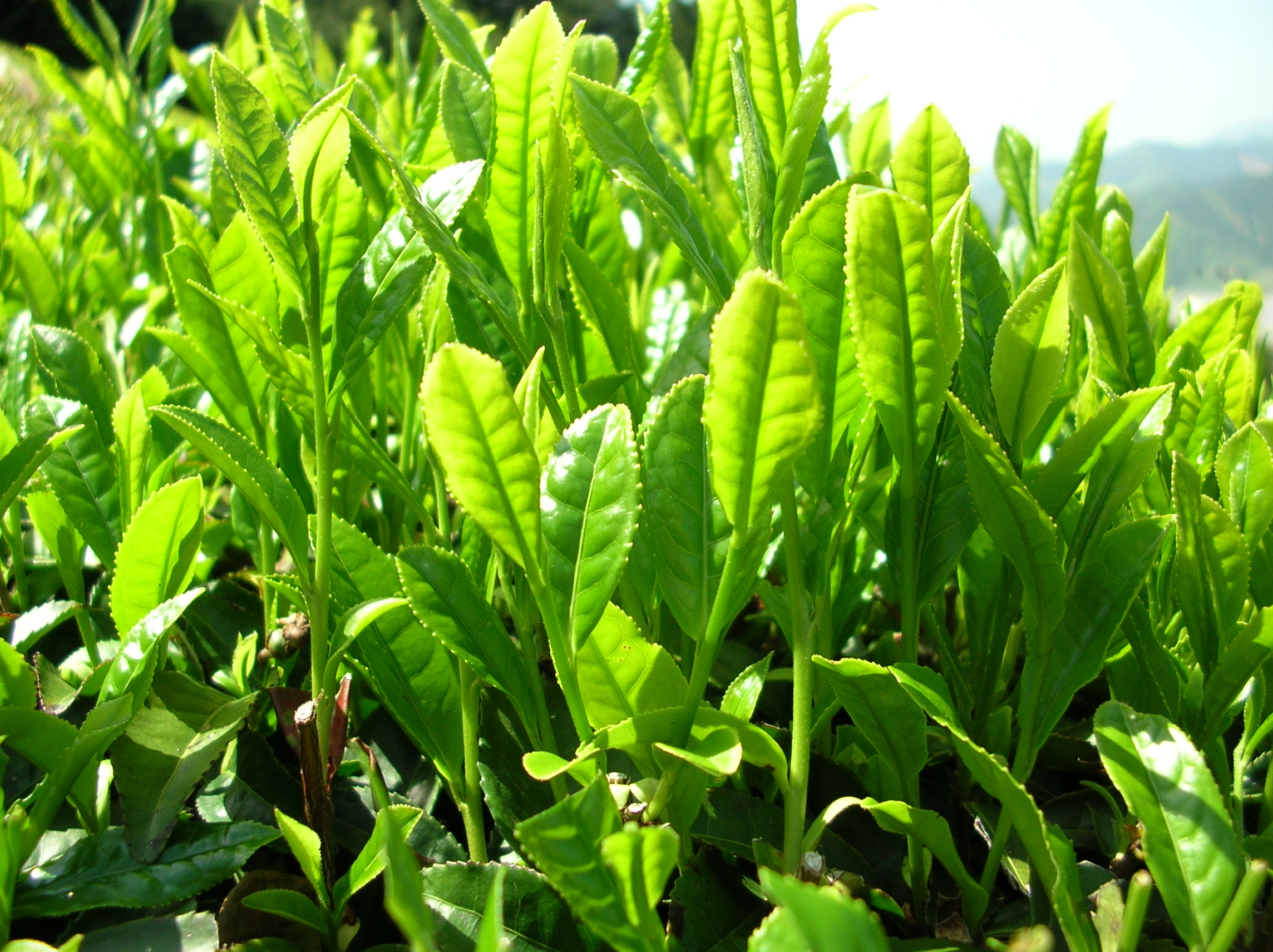 日本茶葉