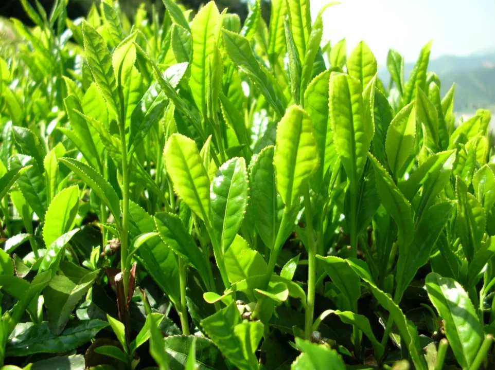 日本茶葉
