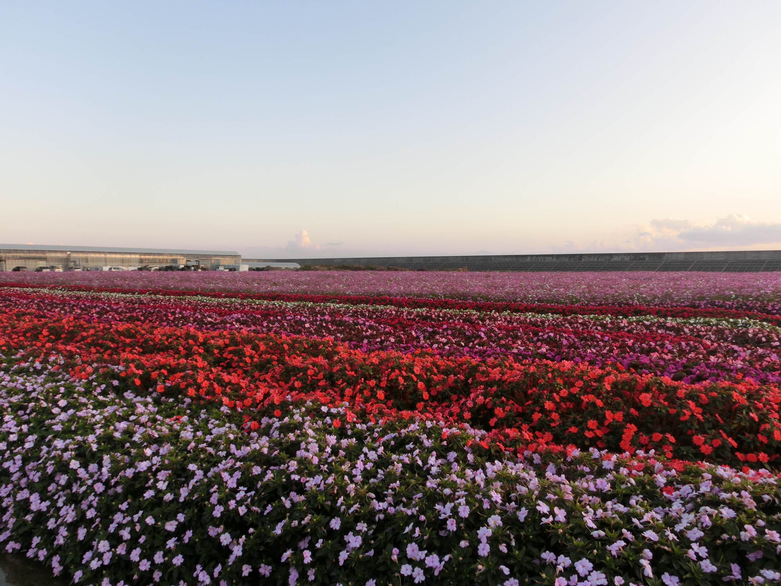 花の海體驗農場