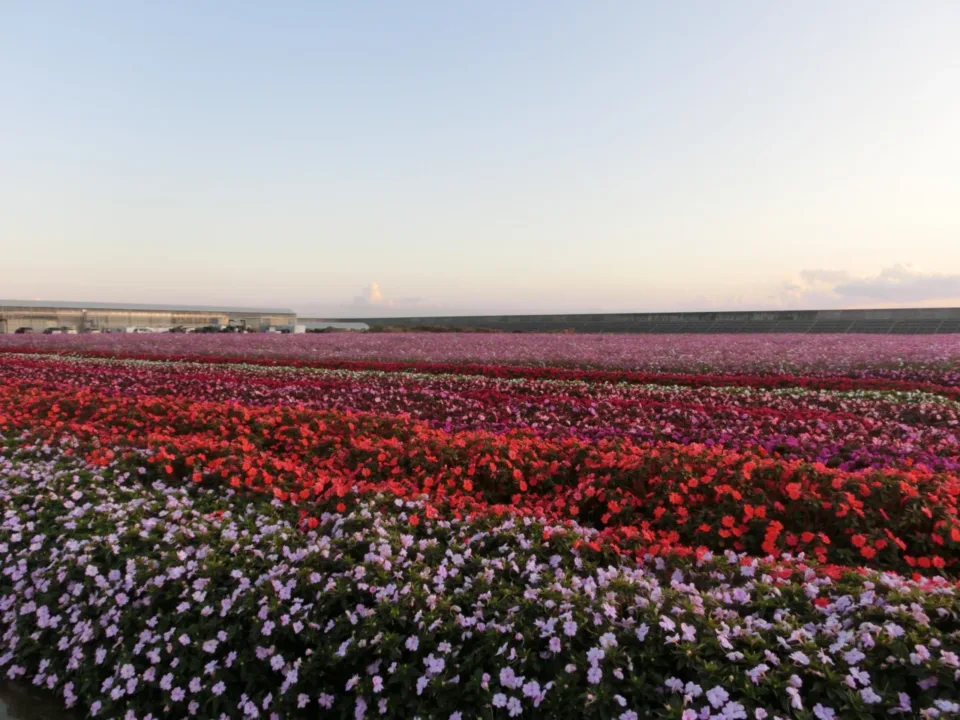 花の海體驗農場