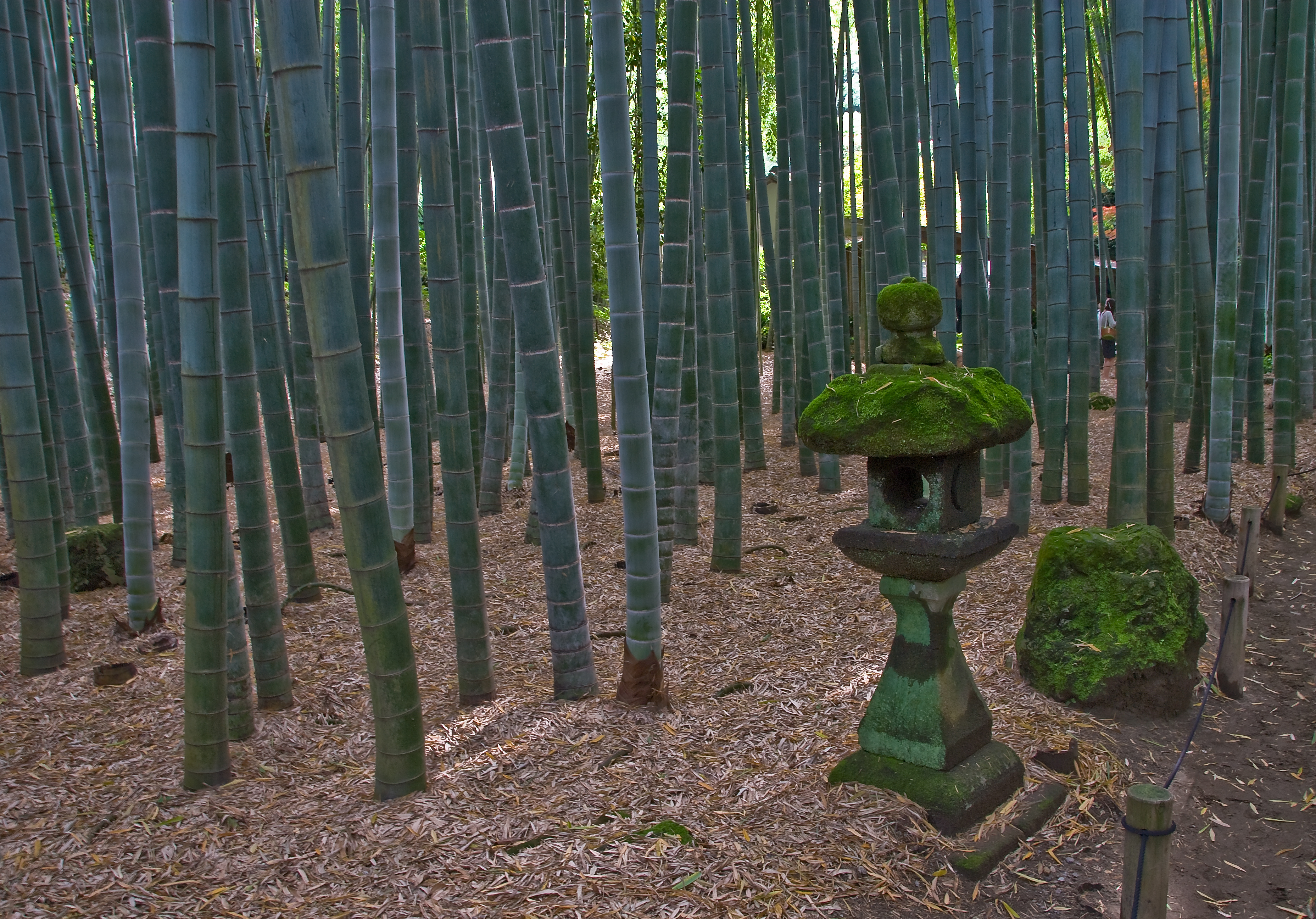 報國寺竹林