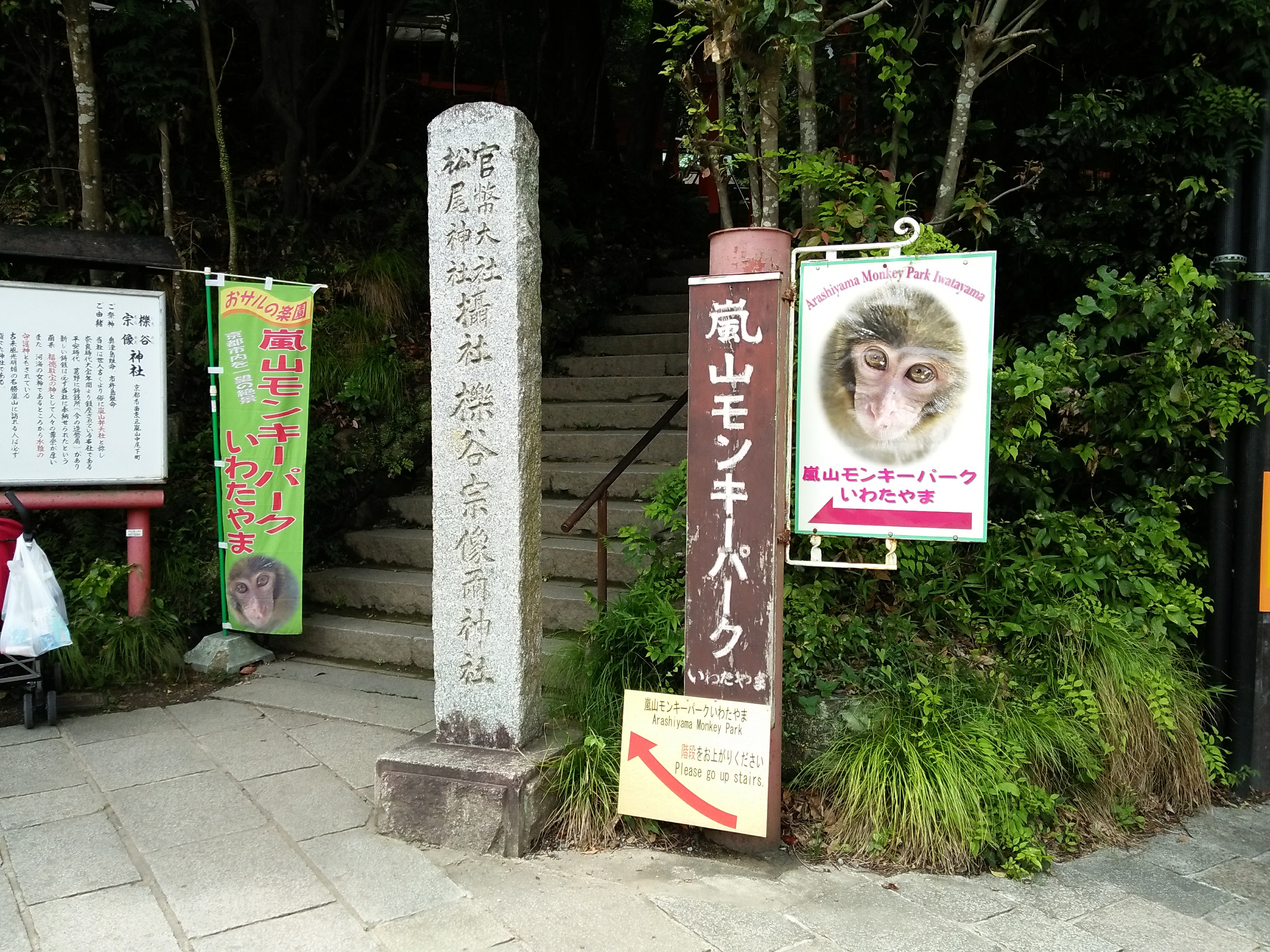 嵐山猴子公園野生獼猴