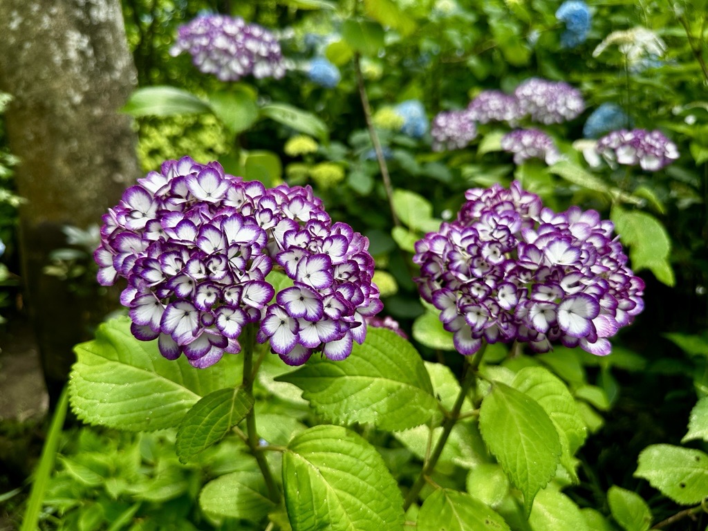 明月院繡球花