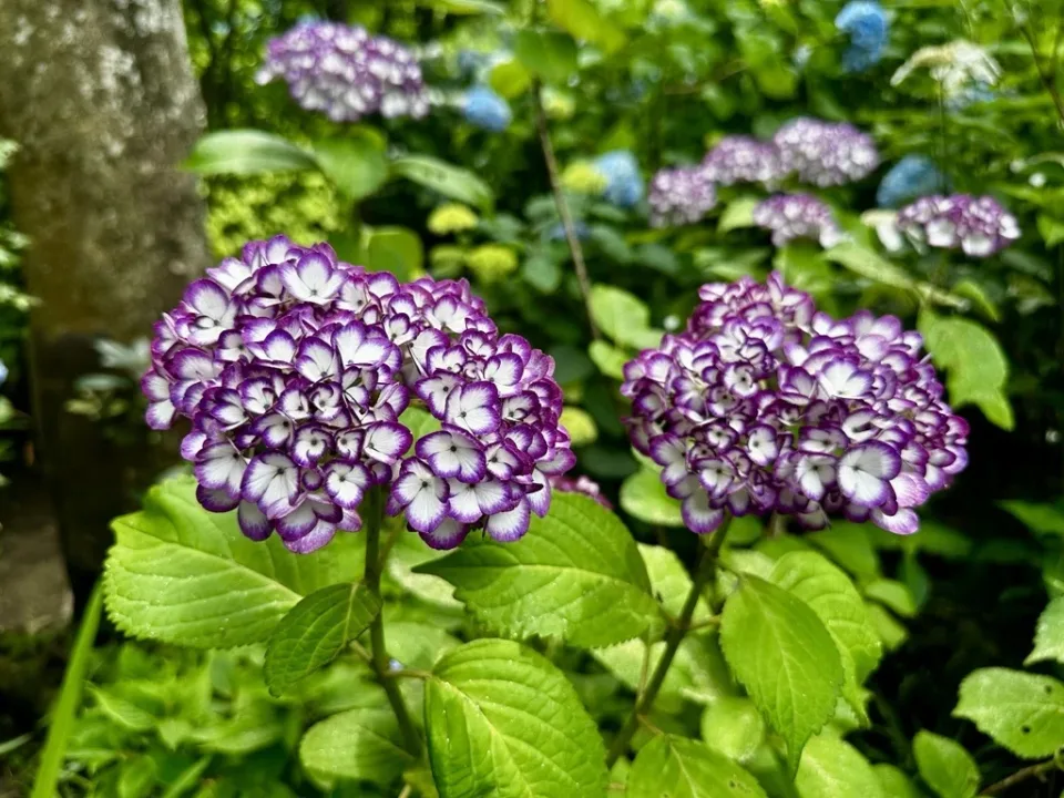 明月院繡球花