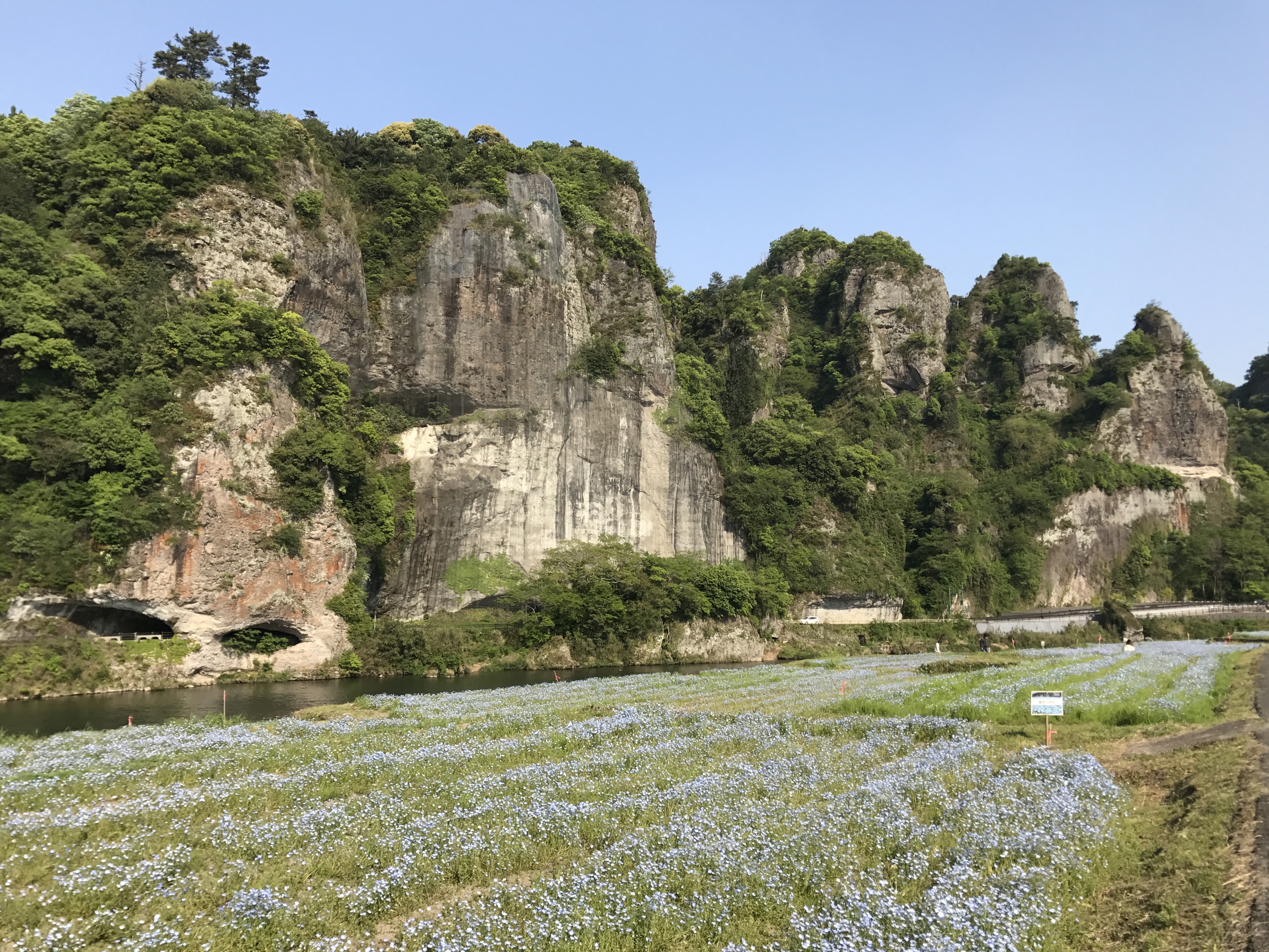競秀峰與粉蝶花