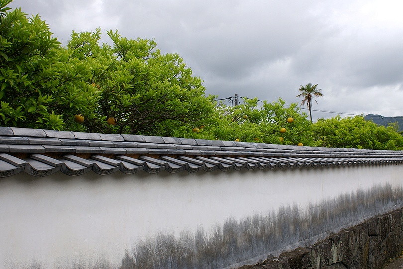 萩城下町白牆與夏蜜柑