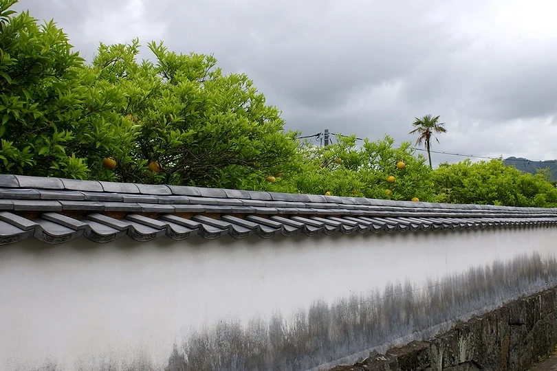 萩城下町白牆與夏蜜柑