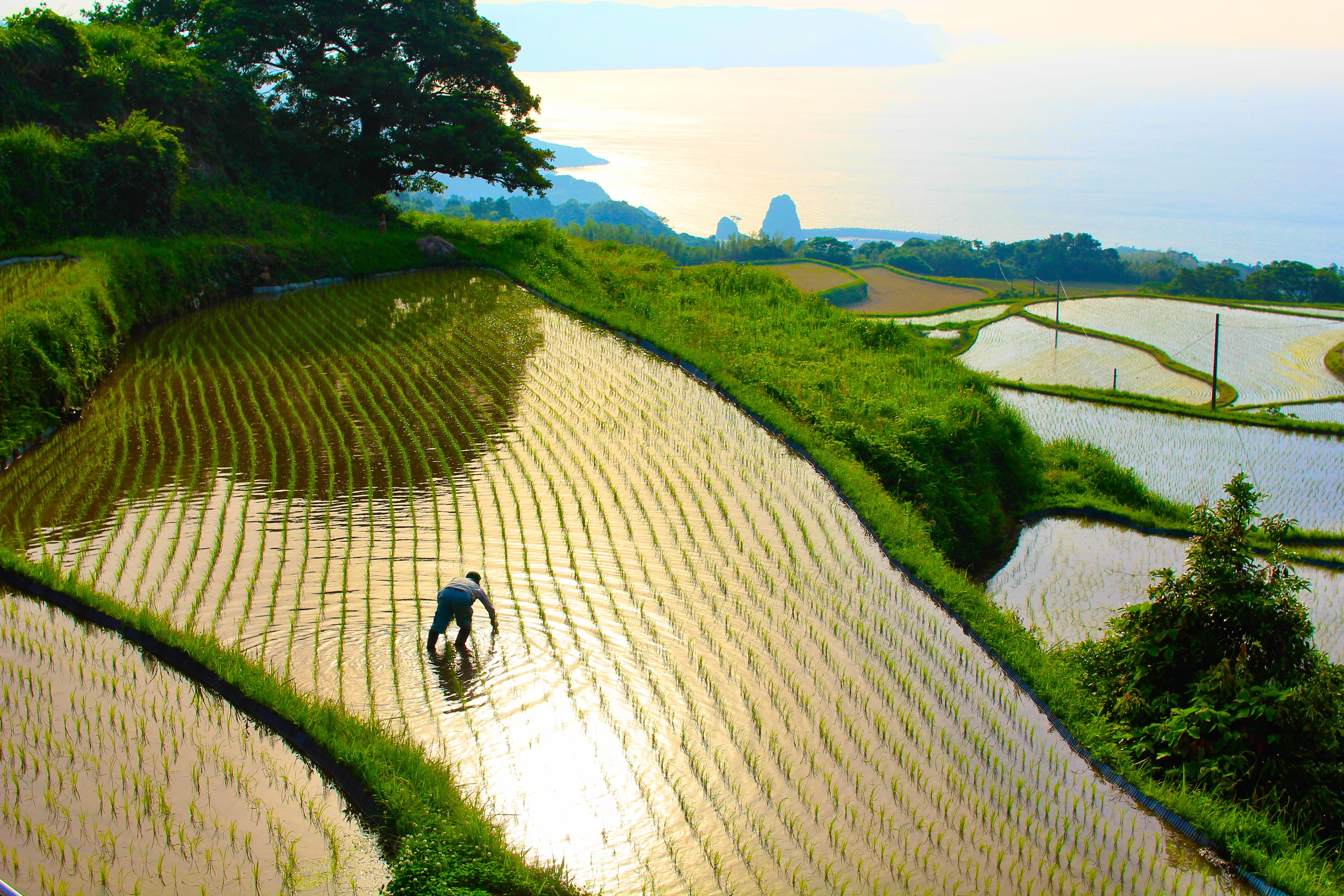東後田棚田面海梯田