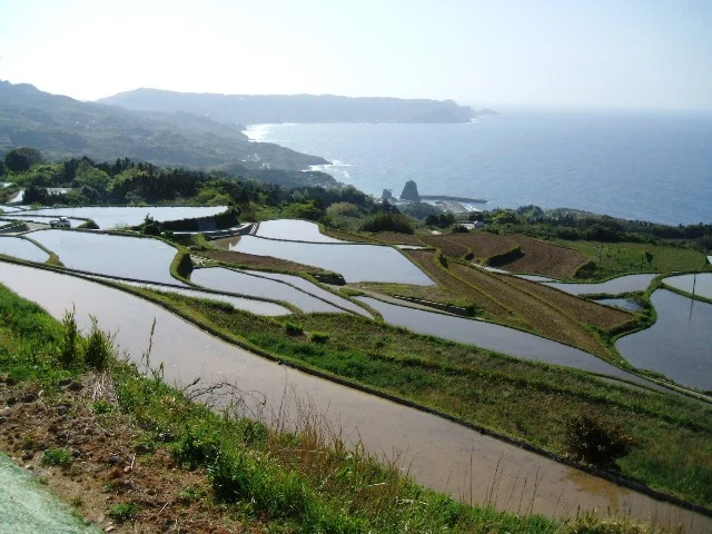 長門市油谷後畑梯田