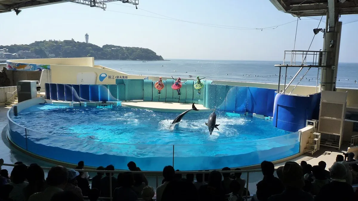 新江之島水族館以江之島為背景的海豚表演