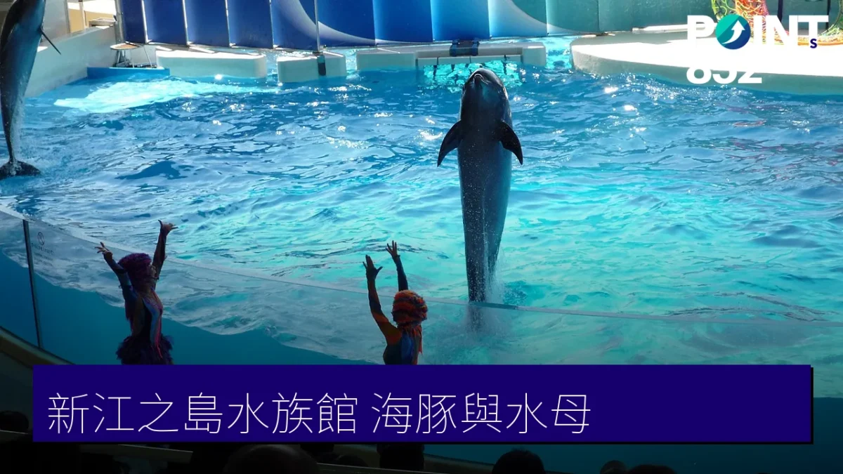 新江之島水族館海豚與水母