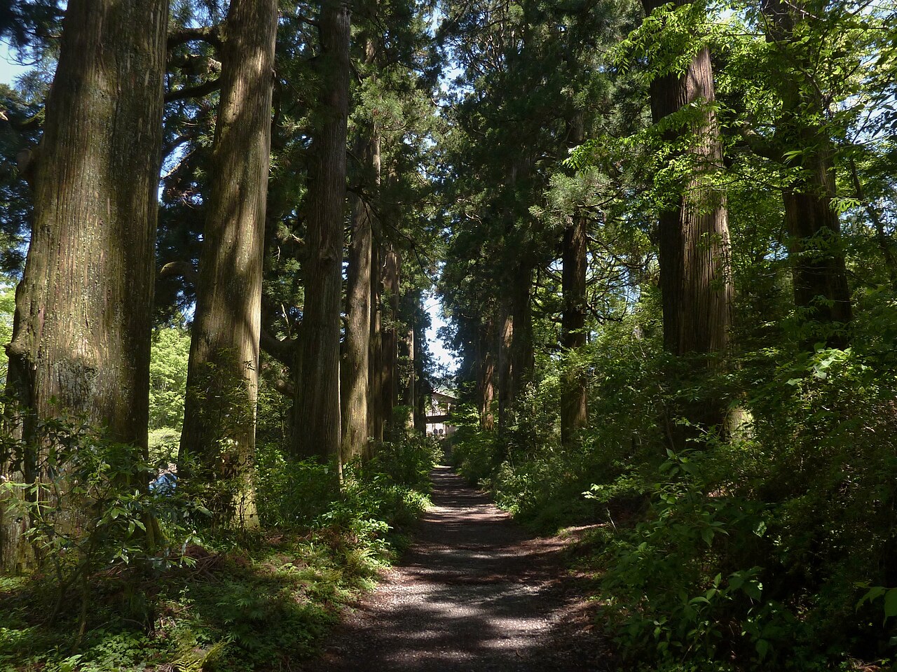 舊東海道箱根八里的杉並木杉樹林蔭道