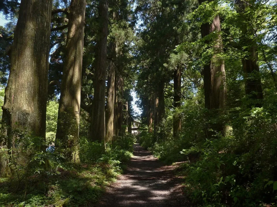 舊東海道箱根八里的杉並木杉樹林蔭道