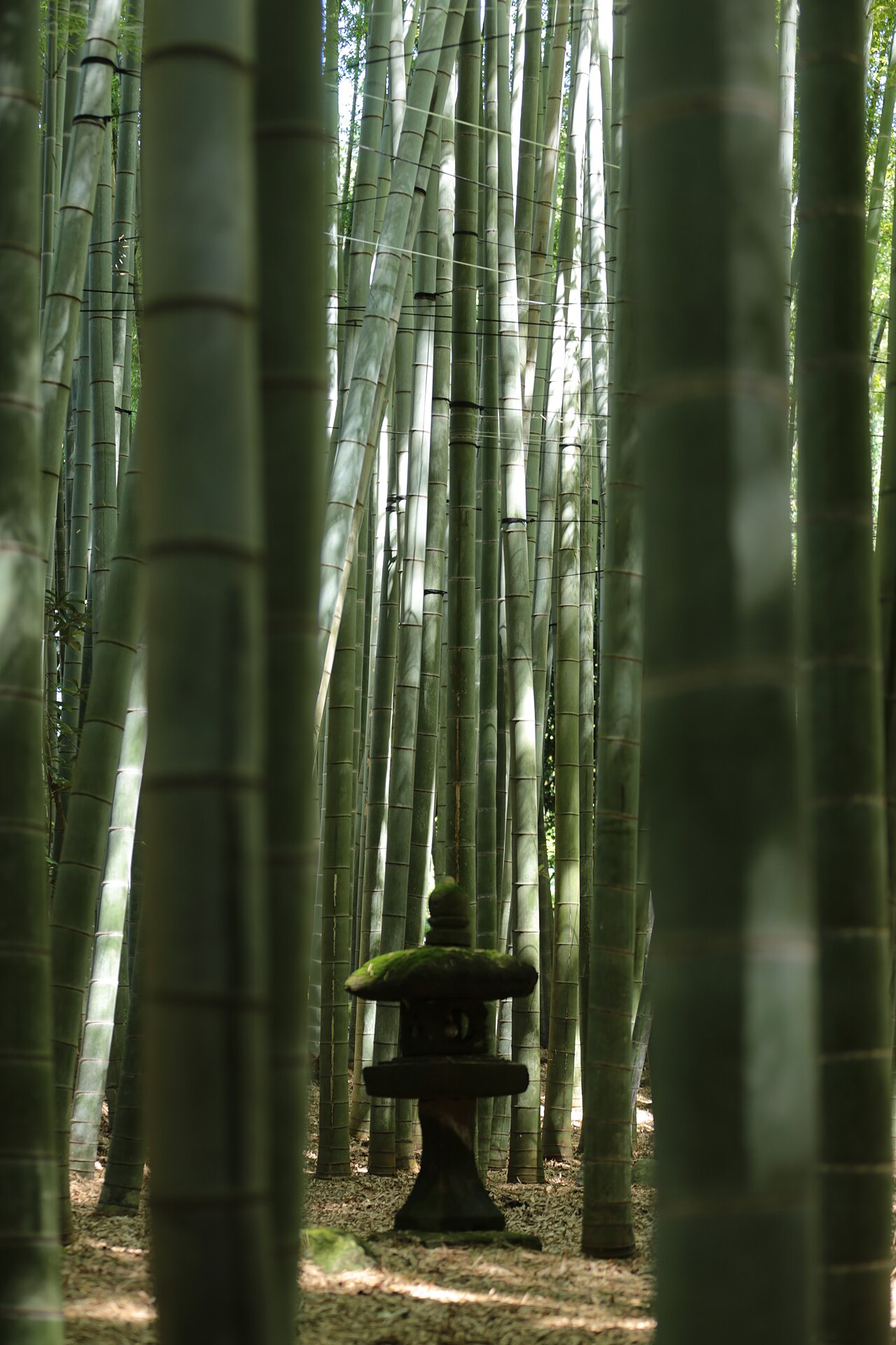 報國寺竹林庭園與石燈籠，陽光透過竹葉灑落