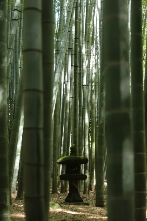 報國寺竹林庭園與石燈籠,陽光透過竹葉灑落