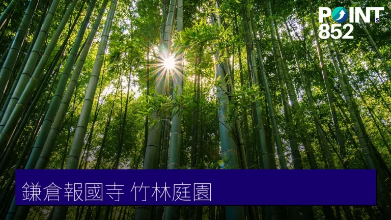 【鎌倉報國寺】陽光灑落的竹林庭園、抹茶茶席體驗 【鎌倉報國寺】陽光灑落的竹林庭園、抹茶茶席體驗