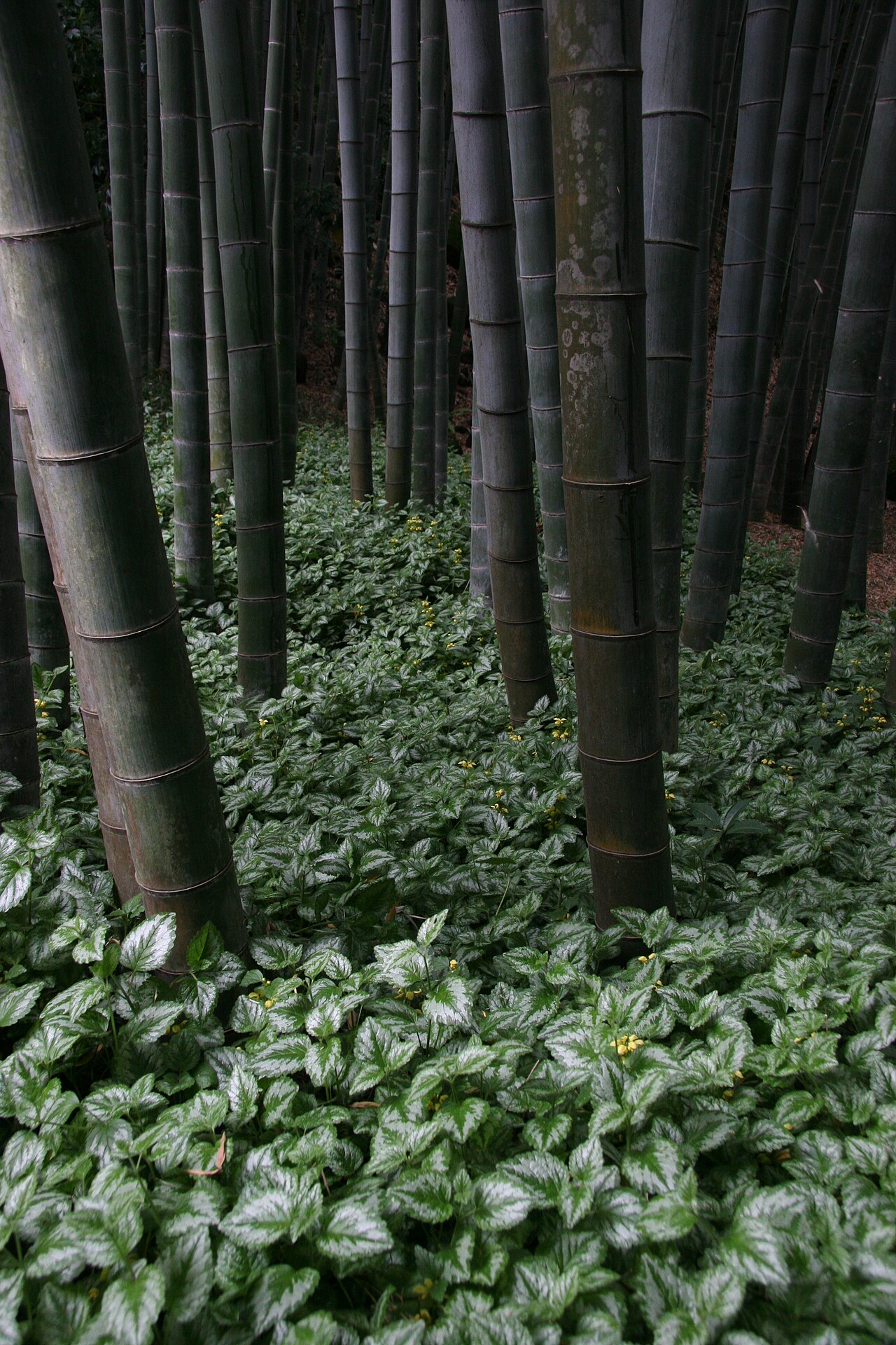 報國寺竹林挺拔成林的景致
