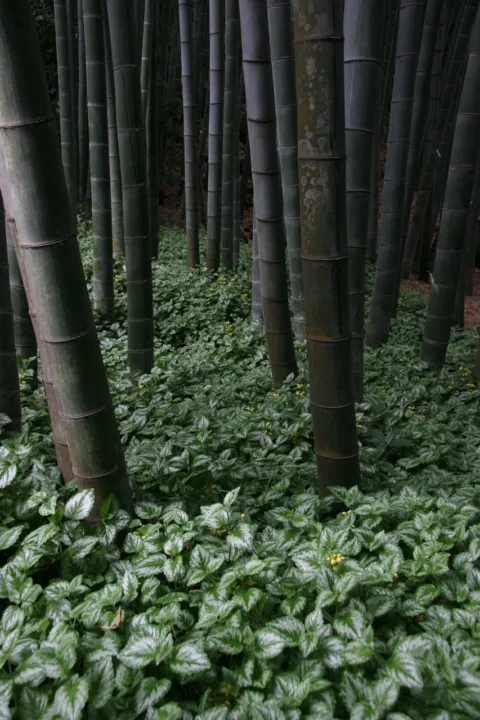 報國寺竹林挺拔成林的景致