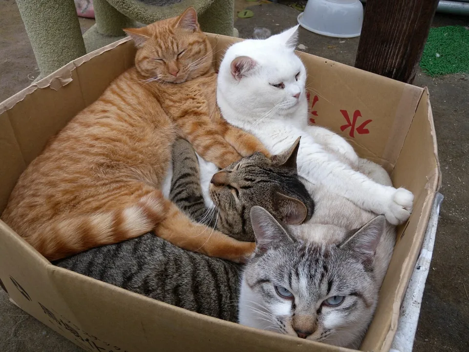 遊客在草莓園裡採摘草莓